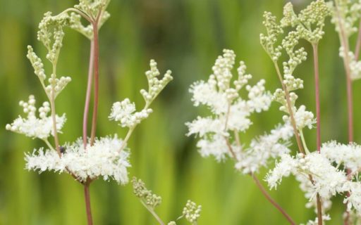Reine des près (Filipendula ulmaria)
