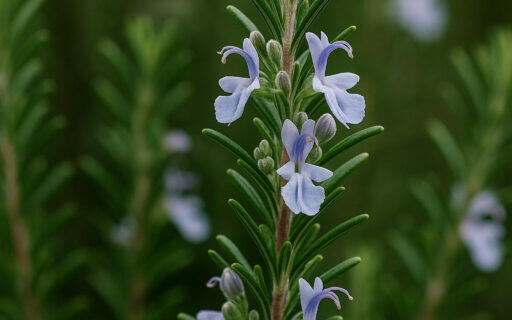 Romarin ou Rosmarinus officinalis (Rosemary)